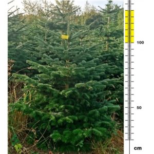 Juletræ (100-125cm) Kun 380 kr. INKLUSIV FRAGT / LEVERING