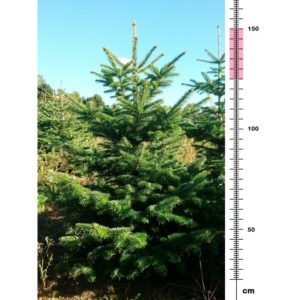 Juletræ (125-150cm) Kun 460 kr. INKLUSIV FRAGT / LEVERING