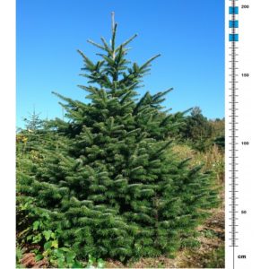 Køb juletræ online (175-200cm) Kun 580 kr. bragt ud INKLUSIV LEVERING