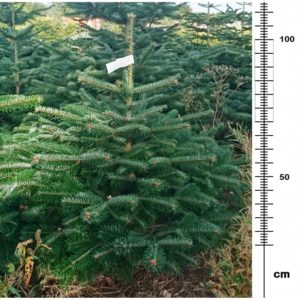 Lille juletræ (70-100cm) INKLUSIV FRAGT