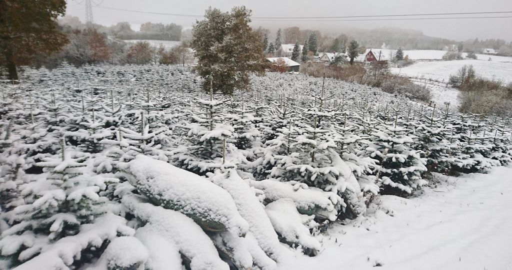 Fæld selv juletræer dækket af sne